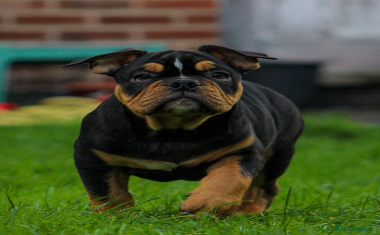 Olde English Bulldogge dogs - Advert 10