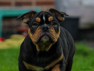 Olde English Bulldogge dogs Olde English Bulldog puppies (Reduced) - Advert 11