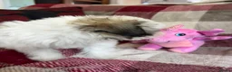 Mixed Breed dogs for sale: shichon x maltese puppies for sale  - Advert 20