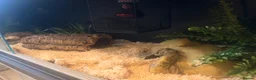 Corn Snake reptiles for sale: Corn snake x full setup - Advert 3