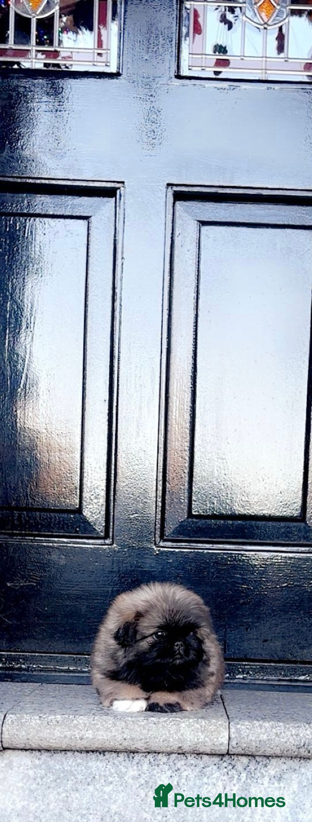 Pekingese dogs for sale: High quality Pekingese puppies  - Advert 13