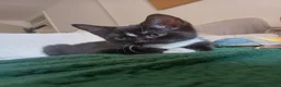 Mixed Breed cats for sale: Available Now! 2 Kittens tabby stripe tuxedo cats  - Advert 9