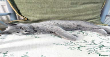 British Shorthair cats - Advert 13