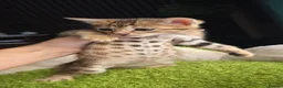 Bengal cats for sale: Outstanding rosetted brown bengal girls and boys🔥 - Advert 31