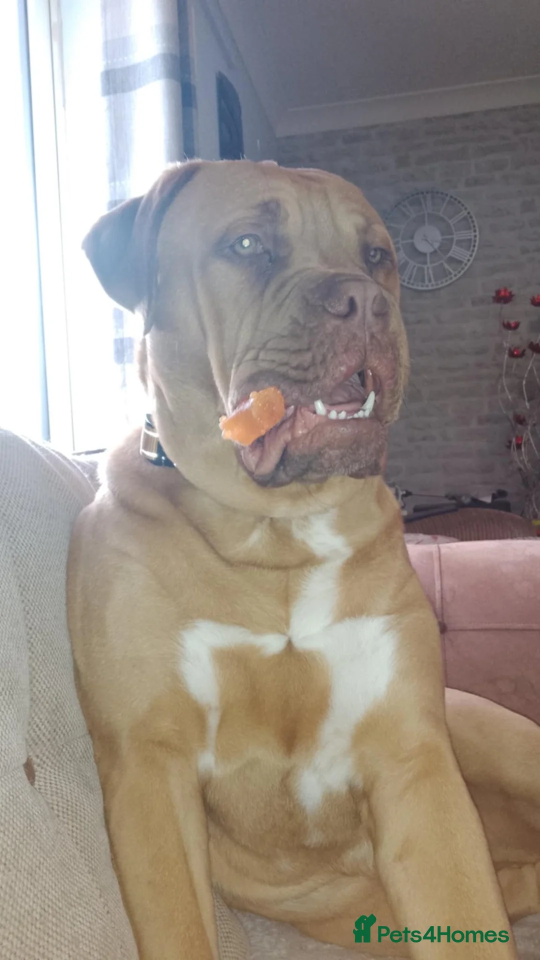 Bullmastiff dogs for stud: Douge x bullmasstiff  - Advert 4