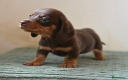 Miniature Dachshund dogs for sale: Mini smooth dachshunds  - Image 16