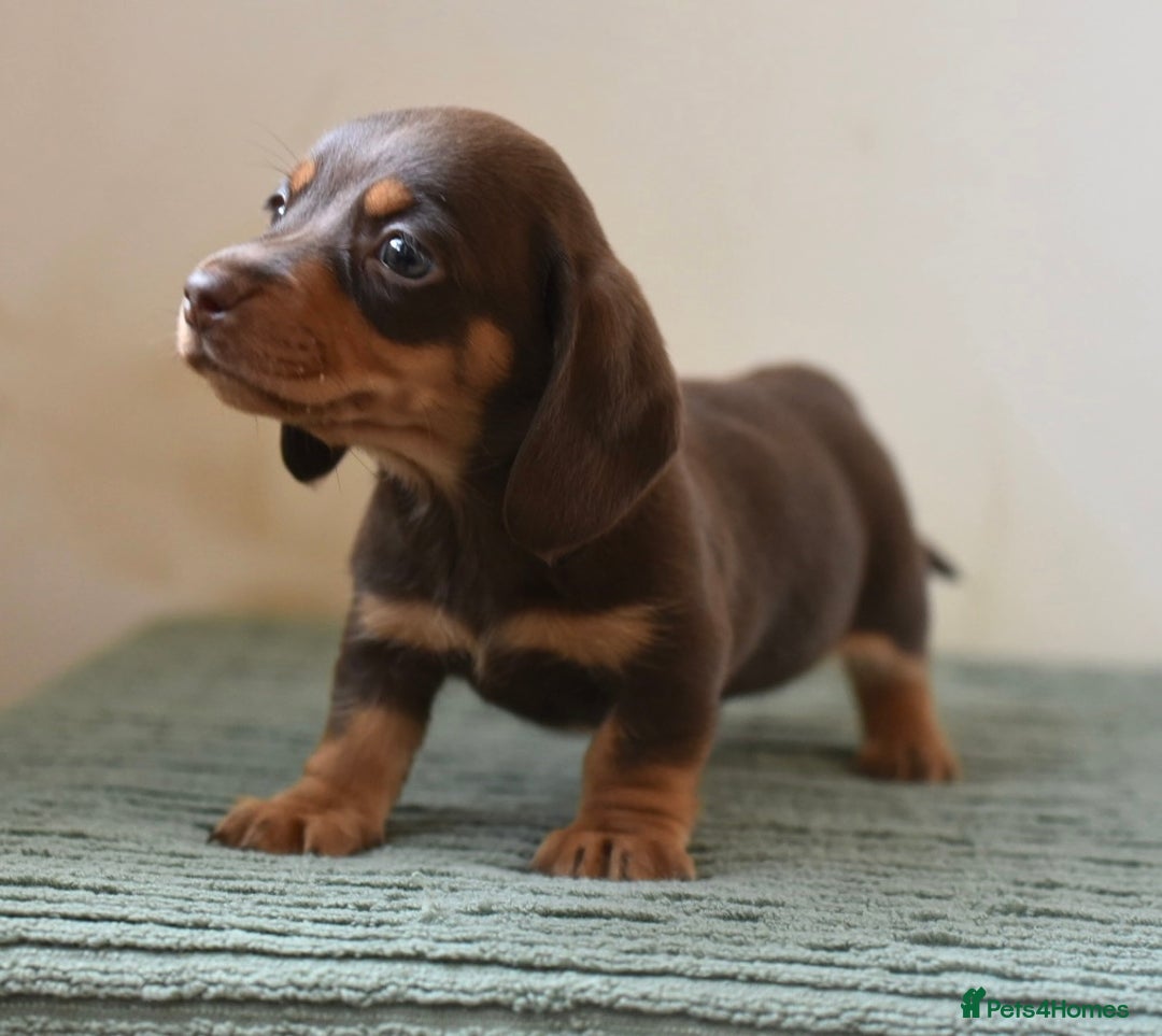 Miniature Dachshund dogs for sale: Mini smooth dachshunds  - Image 16