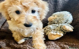 Labradoodle dogs for sale:  Adorable 🥰 Miniature Labradoodle Puppies F2B  - Image 32