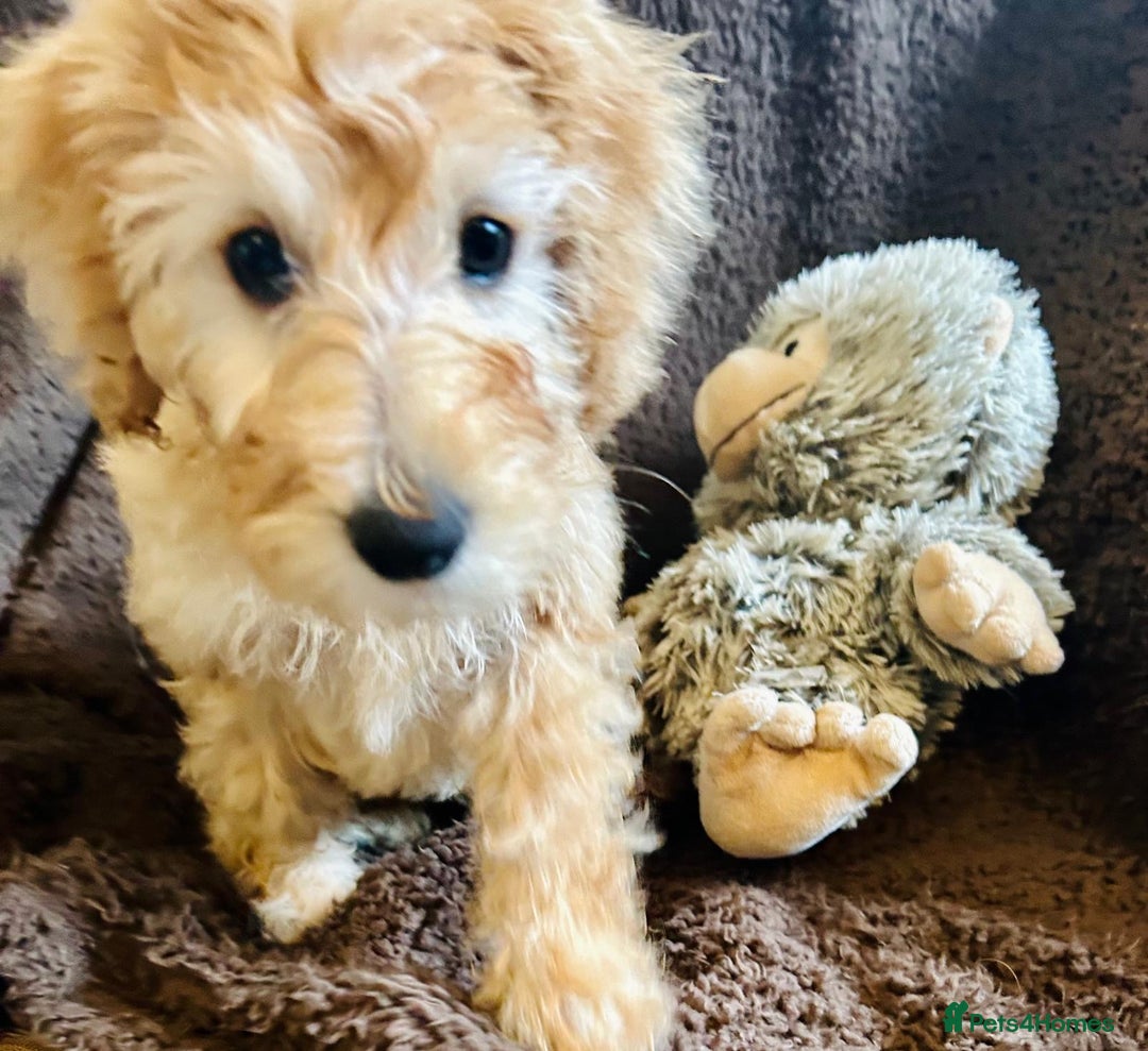 Labradoodle dogs for sale:  Adorable 🥰 Miniature Labradoodle Puppies F2B  - Image 32