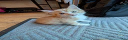 Mixed Breed cats for sale: Kittens  - Advert 2