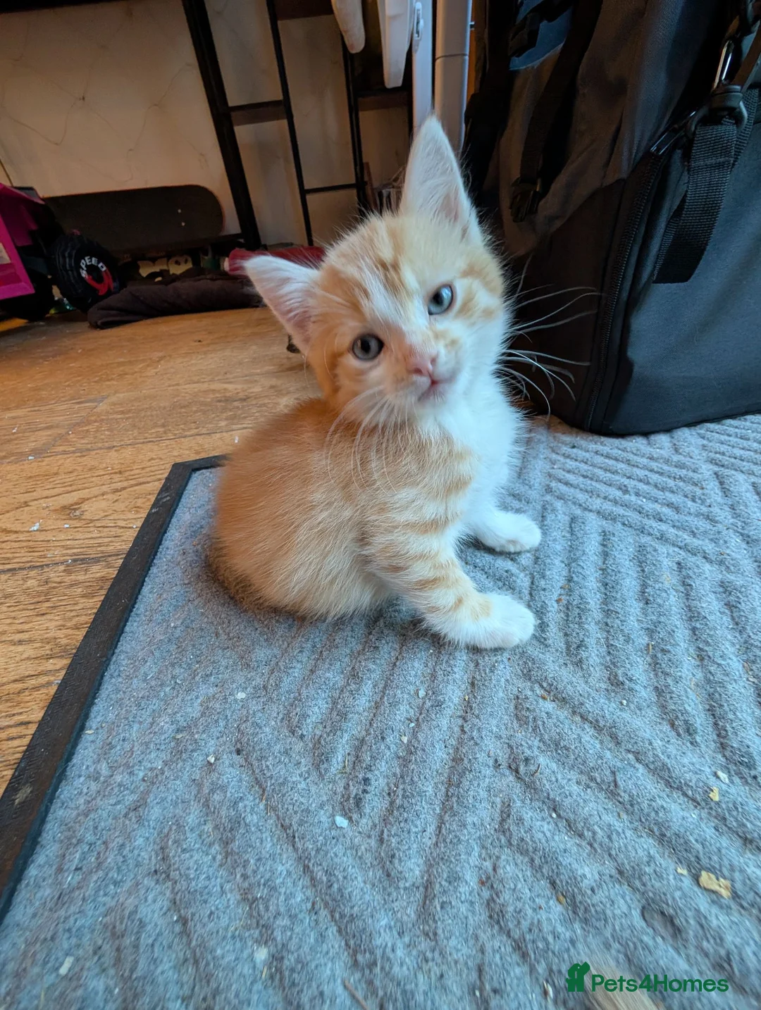 Mixed Breed cats for sale: Kittens  - Advert 2