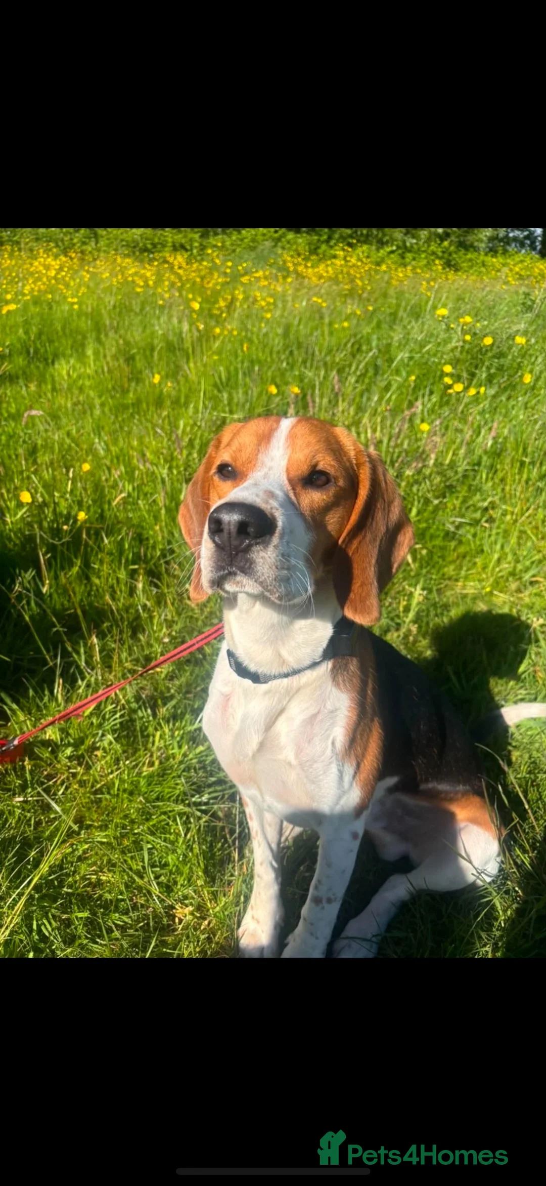 Beagle dogs for sale: Cooper in Lydney - Advert 1