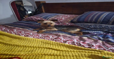 Yorkshire Terrier dogs - Advert 3