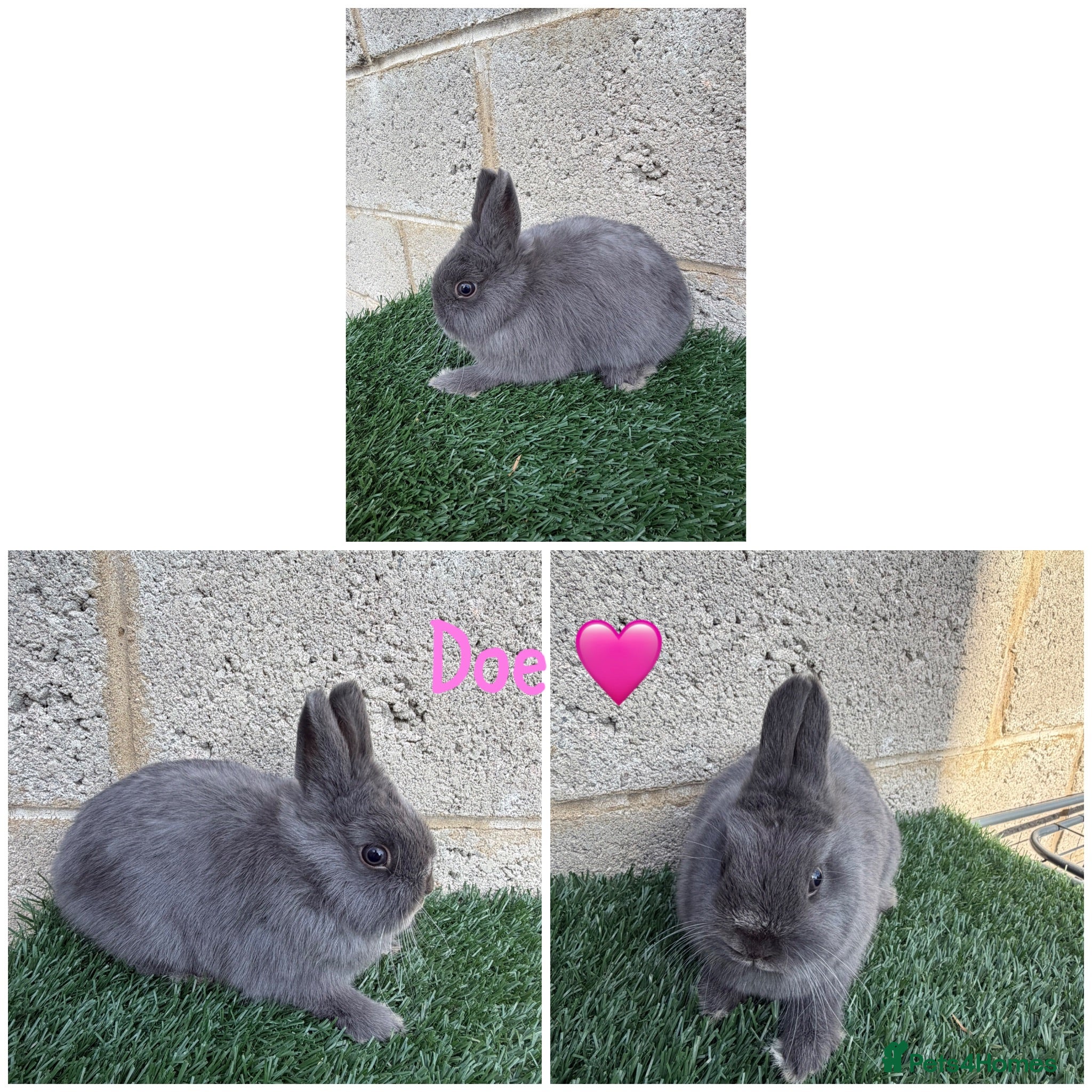 Netherland Dwarf rabbits Pure breed Netherlands dwarf  - Advert 2