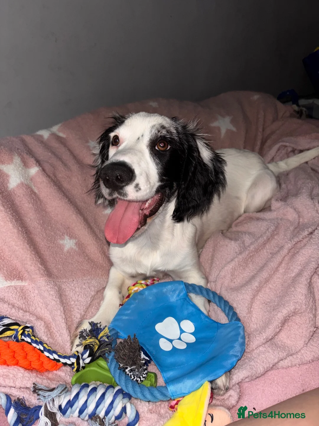 Cocker Spaniel dogs for sale: 6 month old cocker spaniel  - Advert 1