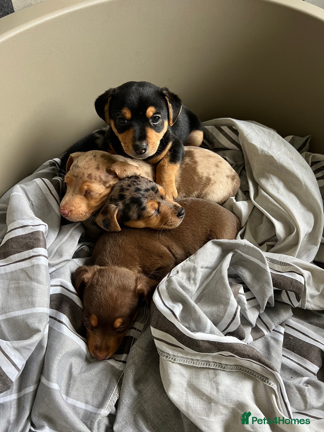 Jack Russell dogs for sale: Miniature Jack Russell  - Image 10