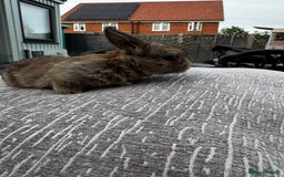 Mini Lop rabbits for sale: Mini Lop Babies ready to reserve - Image 25