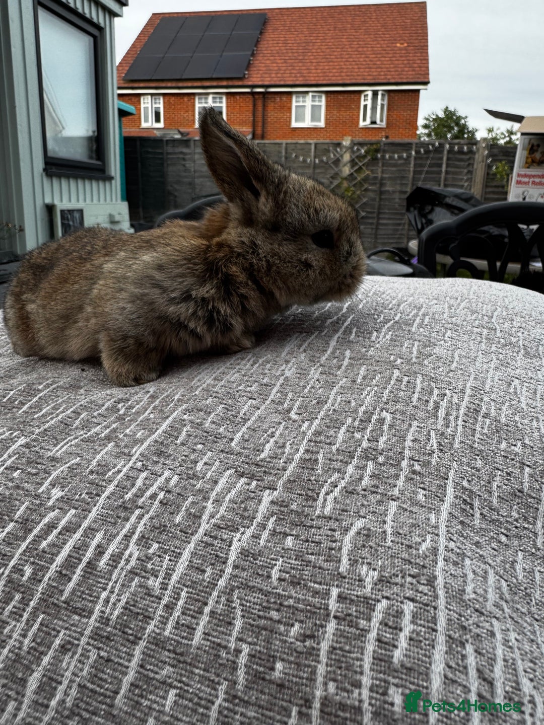 Mini Lop rabbits for sale: Mini Lop Babies ready to reserve - Image 25
