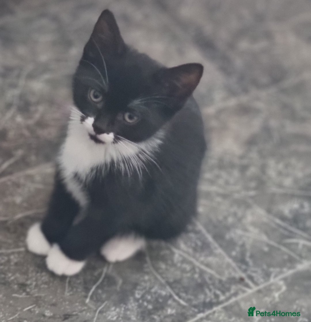 Mixed Breed cats for sale: Kittens  - Image 4