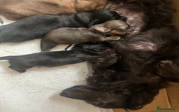Miniature Dachshund dogs for sale: Quality KC miniature Dachshund long hair puppies  - Image 5