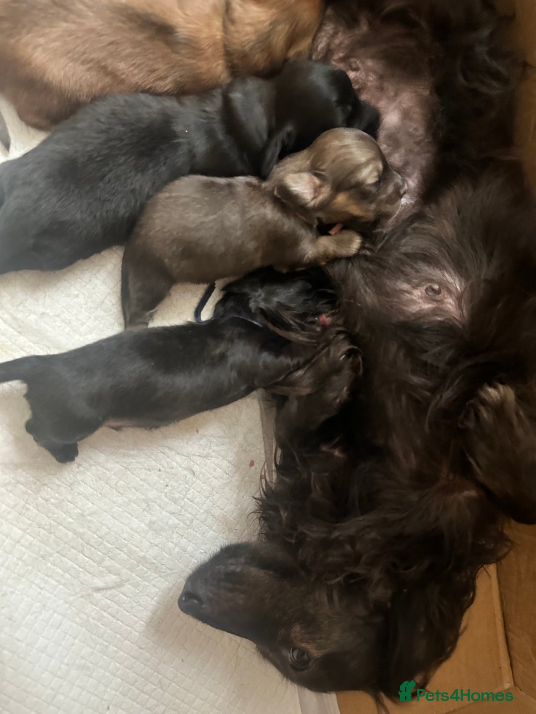 Miniature Dachshund dogs for sale: Quality KC miniature Dachshund long hair puppies  - Image 5