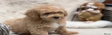Mixed Breed 2