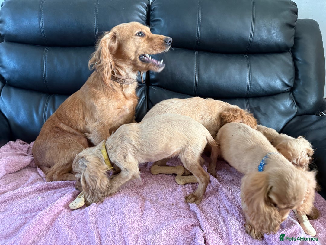 Cocker Spaniel dogs for sale: Pure bread spaniel  - Image 10