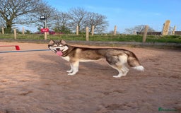 Siberian Husky dogs for sale: Siberian husky male (buck) - Image 6