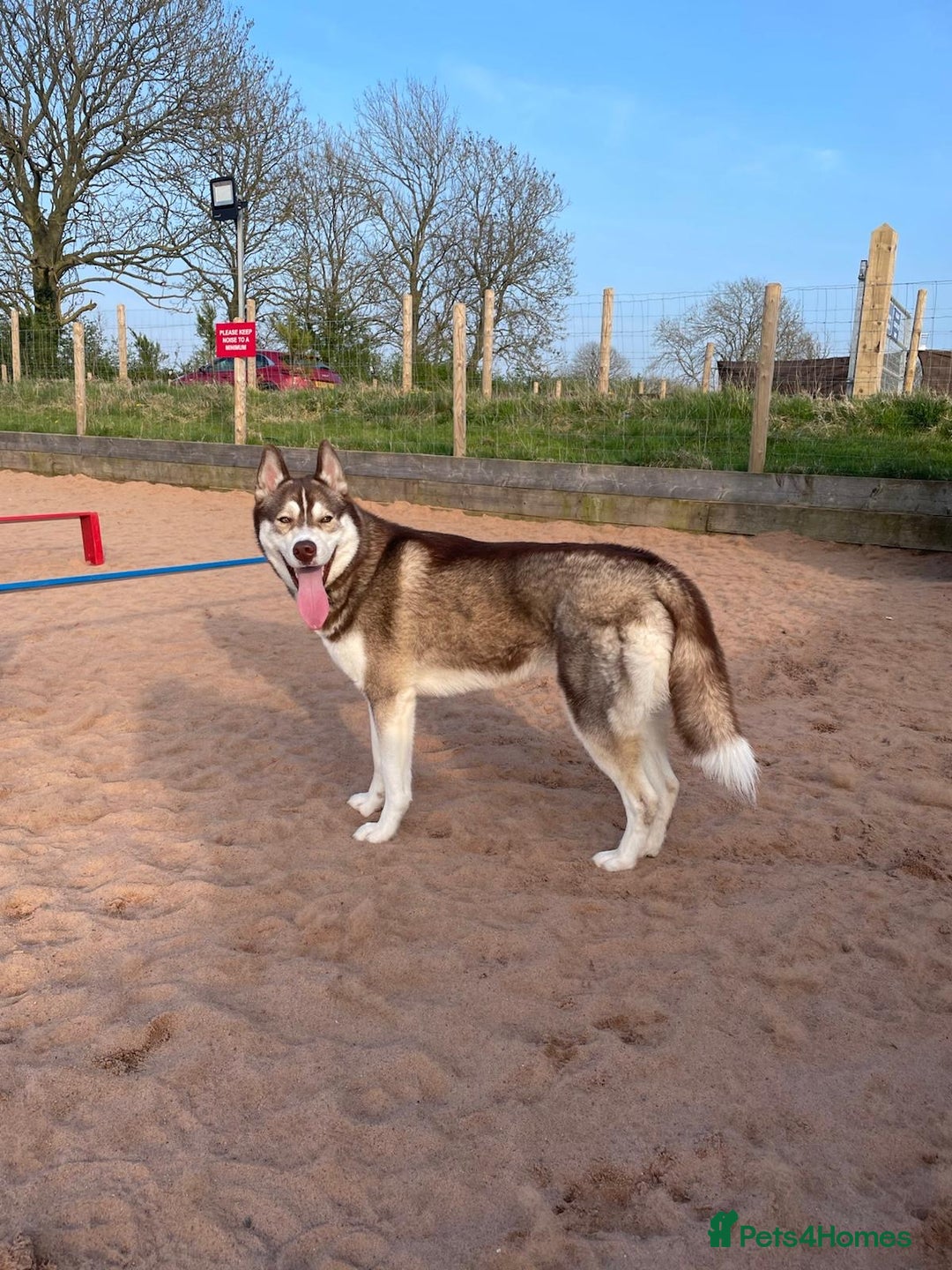 Siberian Husky dogs for sale: Siberian husky male (buck) - Image 6