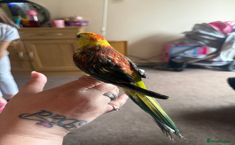 Parakeets birds - Advert 1