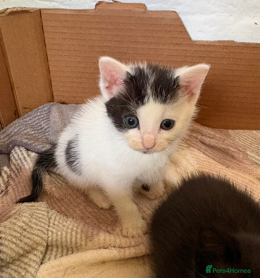 British Shorthair cats for sale: Five gorgeous soft kittens  - Advert 2