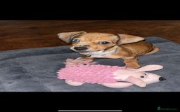 Mixed Breed dogs for sale: Chiweenie girl pup - Image 3