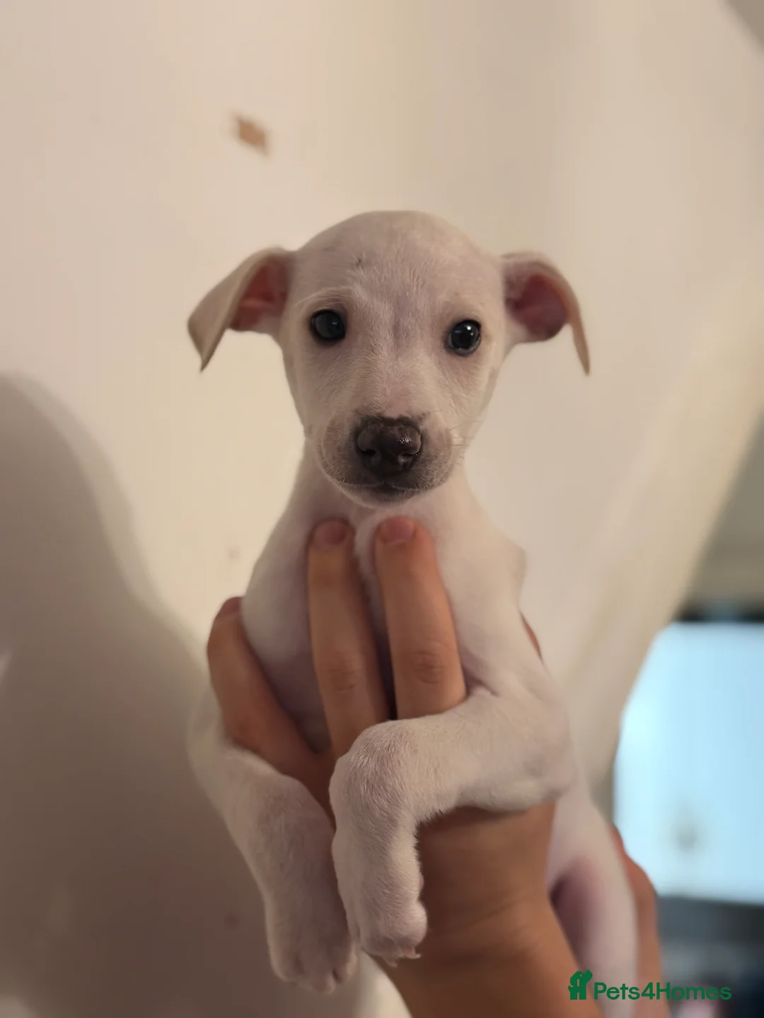 Whippet dogs for sale: Whippet pups  - Advert 3