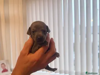 Italian Greyhound dogs Italian greyhound puppies - Advert 12