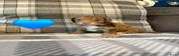Cockapoo dogs for sale: Beautiful F1 Cockapoo Puppies! - Advert 12