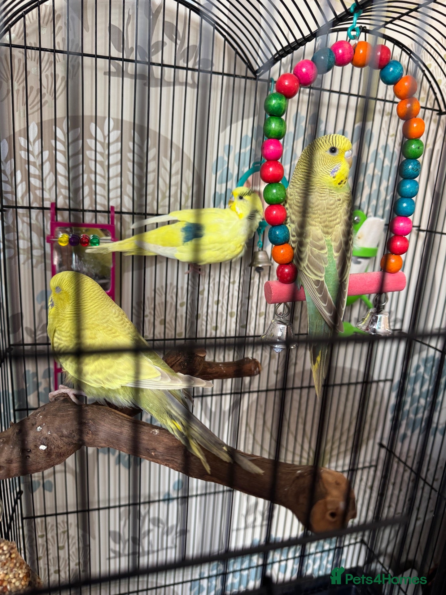 Budgerigars birds 2 females and 1 male  - Advert 1