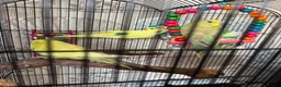 Budgerigars birds for sale: 2 females and 1 male  in Milton Keynes - Advert 1