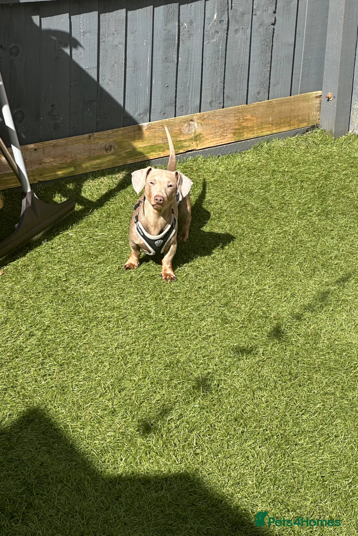 Miniature Dachshund dogs Stud dog (for sale)  - Advert 9