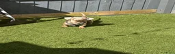 Miniature Dachshund dogs for sale: Retired Stud dog for sale - Advert 3