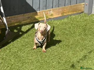 Miniature Dachshund dogs Miniature Dachshund 3 year old boy - Advert 1