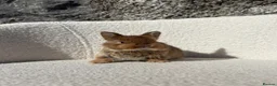 Mini Lop rabbits for sale: Beautiful mini lop cross Netherland dwarf - Advert 4