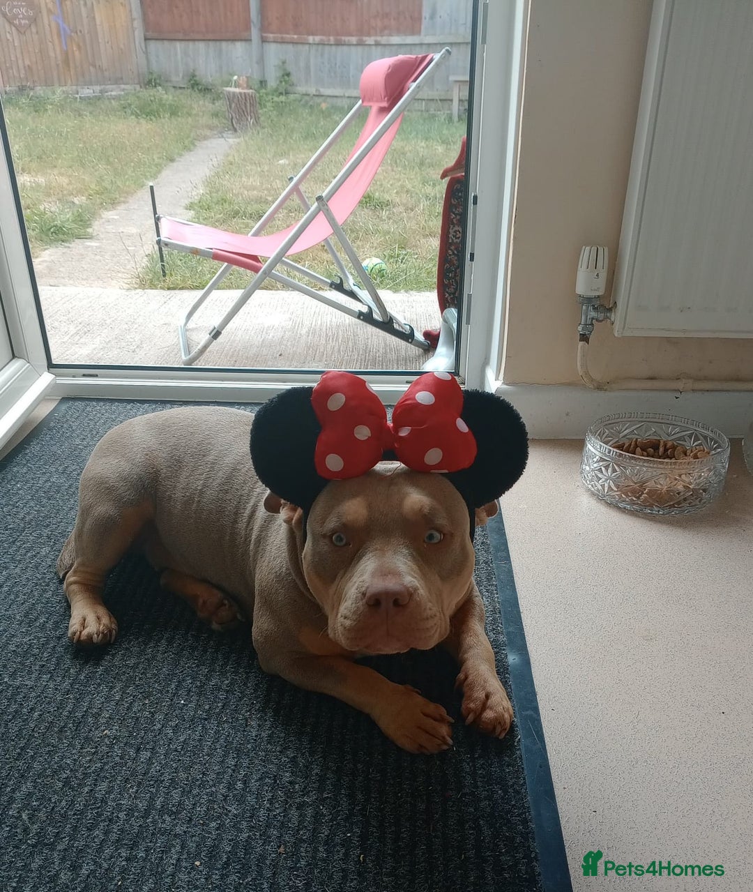 American Bully dogs for sale: Pocket bully  - Image 9