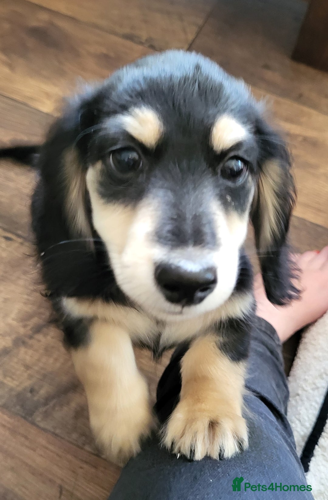 Miniature Dachshund dogs for sale: KC Black and Cream  ready now - Image 3