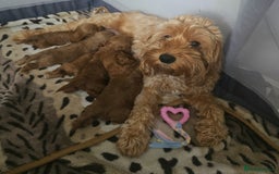Cockapoo dogs for sale: Cockapoo puppies - Image 1