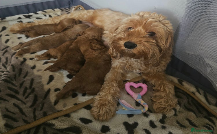 Cockapoo dogs - Advert 1