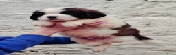 Saint Bernard dogs for sale: Show Quality Saint Bernard's  - Advert 6
