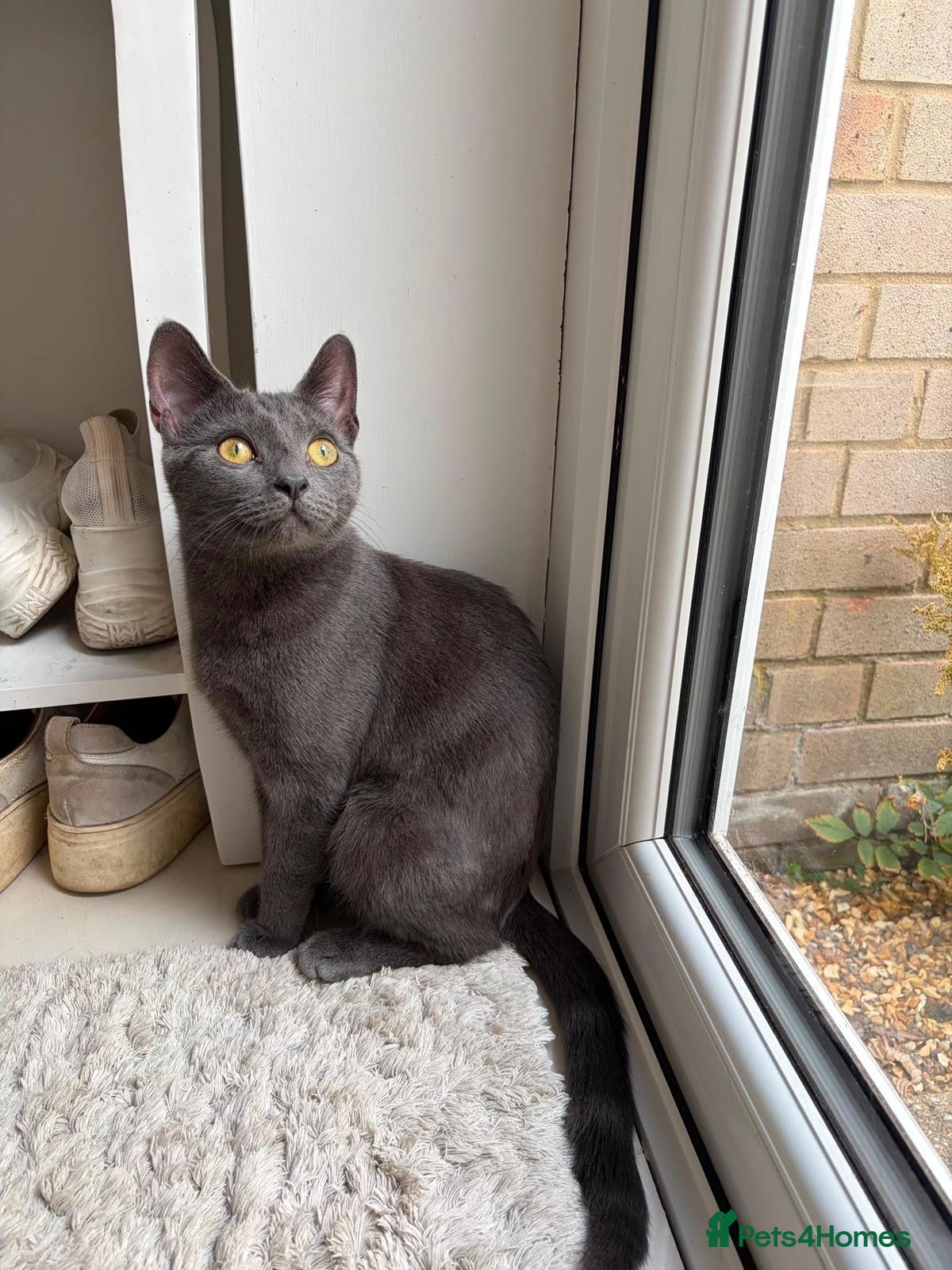Domestic Shorthair cats Mabel, approx 7 months old - Advert 16