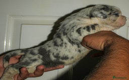 Olde English Bulldogge dogs for sale: Olde English Bulldog puppies - Image 22