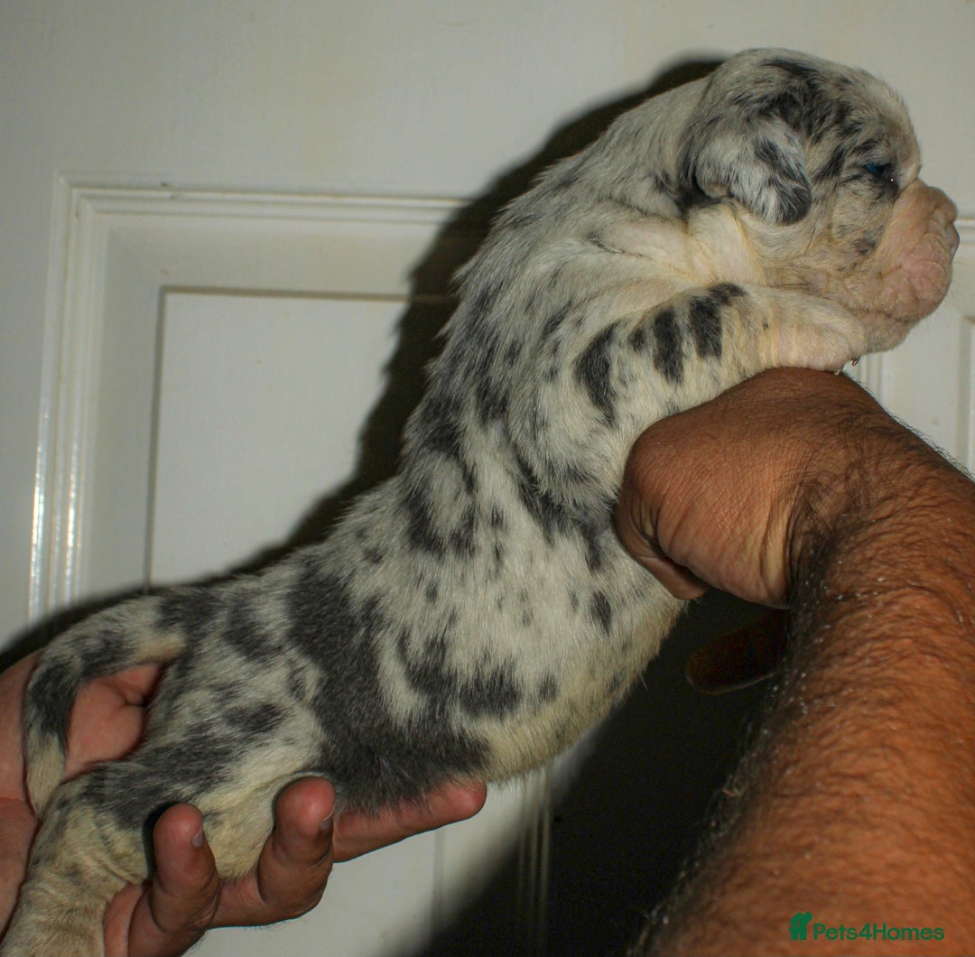 Olde English Bulldogge dogs for sale: Olde English Bulldog puppies - Image 22