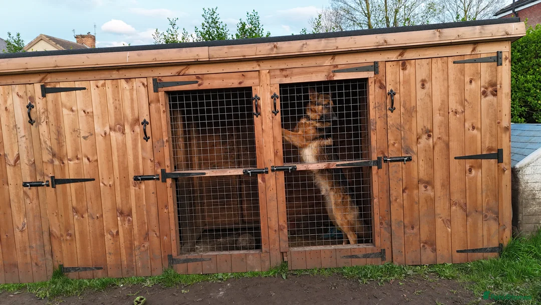 German Shepherd dogs for stud: Simba in Doncaster - Advert 2